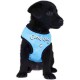 Doogy fantaisie tee-shirt harness - "Good dog" blue
