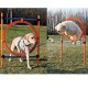 Agility Jumping set