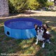 Dog Pool