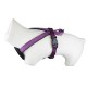 Doogy Purple Harness Classica