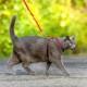 Easy Walk Cat Harness Red