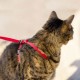 Easy Walk Cat Harness Red